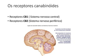 Os receptores canabinóides 
• Receptores CB1 ( Sistema nervoso central) 
• Receptores CB2 (Sistema nervoso periférico) 
 