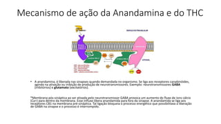 Mecanismo de ação da Anandamina e do THC 
• A anandamina, é liberada nas sinapses quando demandada no organismo. Se liga aos receptores canabinóides, 
agindo na ativação ou inibição de produção de neurotransmissores. Exemplo: neurotransmissores GABA 
(inibitórios) e glutamato (excitatórios). 
*Membrana pós-sináptica ao ser ativada pelo neurotransmissor GABA provoca um aumento do fluxo de íons cálcio 
(Ca+) para dentro da membrana. Esse influxo libera anandamida para fora da sinapse. A anandamida se liga aos 
receptores CB1 na membrana pré-sináptica. Tal ligação bloqueia o processo energético que possibilitava a liberação 
de GABA na sinapse e o processo é interrompido. 
 