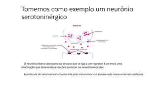 Tomemos como exemplo um neurônio 
serotoninérgico 
O neurônio libera serotonina na sinapse que se liga a um receptor. Este envia uma 
informação que desencadeia reações químicas no neurônio receptor. 
A molécula de serotonina é recapturada pelo transmissor e é armazenada novamente nas vesículas. 
 