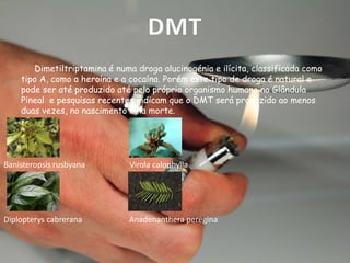 DMT
Dimetiltriptamina é numa droga alucinogénia e ilícita, classificada como
tipo A, como a heroína e a cocaína. Porém este tipo de droga é natural e
pode ser até produzido até pelo próprio organismo humano na Glândula
Pineal e pesquisas recentes indicam que o DMT será produzido ao menos
duas vezes, no nascimento e na morte.

Banisteropsis rusbyana

Virola calophylla

Diplopterys cabrerana

Anadenanthera peregina

 