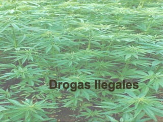 Drogas Ilegales 