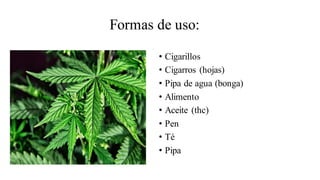 Formas de uso:
• Cigarillos
• Cigarros (hojas)
• Pipa de agua (bonga)
• Alimento
• Aceite (thc)
• Pen
• Té
• Pipa
 