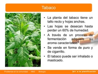 Problemas en la comunidad NM3 Biología
• La planta del tabaco tiene un
tallo recto y hojas anchas.
• Las hojas se desecan hasta
perder un 60% de humedad.
• A través de un proceso de
fermentación adquiere su
aroma característico.
• Se vende en forma de puro y
de cigarrillo.
• El tabaco puede ser inhalado o
masticado.
Tabaco
 