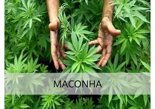 MACONHA
 