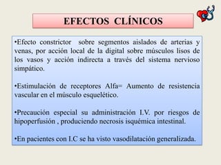 EFECTOS CLÍNICOS
•Efecto constrictor sobre segmentos aislados de arterias y
venas, por acción local de la digital sobre músculos lisos de
los vasos y acción indirecta a través del sistema nervioso
simpático.
•Estimulación de receptores Alfa= Aumento de resistencia
vascular en el músculo esquelético.
•Precaución especial su administración I.V. por riesgos de
hipoperfusión , produciendo necrosis isquémica intestinal.

•En pacientes con I.C se ha visto vasodilatación generalizada.

 