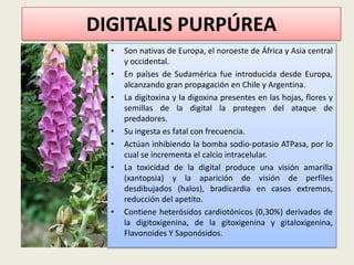 DIGITALIS PURPÚREA
•
•
•

•
•
•

•

Son nativas de Europa, el noroeste de África y Asia central
y occidental.
En países de Sudamérica fue introducida desde Europa,
alcanzando gran propagación en Chile y Argentina.
La digitoxina y la digoxina presentes en las hojas, flores y
semillas de la digital la protegen del ataque de
predadores.
Su ingesta es fatal con frecuencia.
Actúan inhibiendo la bomba sodio-potasio ATPasa, por lo
cual se incrementa el calcio intracelular.
La toxicidad de la digital produce una visión amarilla
(xantopsia) y la aparición de visión de perfiles
desdibujados (halos), bradicardia en casos extremos,
reducción del apetito.
Contiene heterósidos cardiotónicos (0,30%) derivados de
la digitoxigenina, de la gitoxigenina y gitaloxigenina,
Flavonoides Y Saponósidos.

 