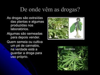 De onde vêm as drogas?
As drogas são extraídas
  das plantas e algumas
  produzidas nos
  laboratórios.
Algumas são semeadas
  para depois vender.
Quem semeia ou cultiva
  um pé de cannabis,
  na verdade está a       cannabis
  guardar a droga para
  uso próprio.
 