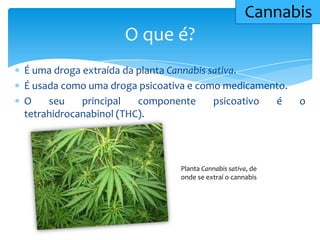 É uma droga extraída da planta Cannabis sativa.
É usada como uma droga psicoativa e como medicamento.
O seu principal componente psicoativo é o
tetrahidrocanabinol (THC).
O que é?
Cannabis
Planta Cannabis sativa, de
onde se extraí o cannabis
 