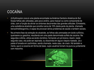 COCAÍNA
•   A Erythroxylon coca é uma planta encontrada na América Central e América do Sul.
    Essas folhas são utilizadas, pelo povo andino, para mascar ou como componente de
    chás, com a função de aliviar os sintomas decorrentes das grandes altitudes. Entretanto,
    uma substância alcaloide que constitui cerca de 10% desta parte da planta, chamada
    benzoilmetilecgonina, é capaz de provocar sérios problemas de saúde e também sociais.
•   Na primeira fase da extração do alcaloide, as folhas são prensadas em ácido sulfúrico,
    querosene ou gasolina, resultando em uma pasta denominada sulfato de cocaína. Na
    segunda e última, utiliza-se ácido clorídrico, formando um pó branco. Assim, neste
    segundo caso, ela pode ser aspirada, ou dissolvida em água e depois injetada. Já a
    pasta é fumada em cachimbos, sendo chamada, neste caso, de crack. Há também a
    merla, que é a cocaína em forma de base, cujos usuários fumam-na pura ou juntamente
    com maconha.
 