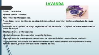 LAVANDA
Familia Lamiaceae
Nombre común Lavanda.
Parte utilizada Inflorescencias.
Propiedades y usos Se utiliza en estados de intranquilidad, insomnio y trastornos digestivos de causa
nerviosa.
Posología 5 a 10 gramos de droga vegetal en 150 mL de infusión. 1 a 4 gotas de aceite esencial en un
terrón de azúcar.
Efectos adversos e interacciones
Contraindicada en úlcera péptica y gastritis (taninos).
El aceite esencial puede producir reacciones de hipersensibilidad y dermatitis por contacto.
Se recomienda precaución si se está consumiendo otros medicamentos que depriman el sistema
nervioso central, pues acentúa el efecto sedante de ellos.
 