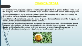 CHANCA PIEDRA
Esta planta curativa, se puede preparar como infusión dejando hervir 20 gramos de hojas y tallo en un
litro de agua y tomar antes de cada comida, lo que ayudará a eliminar las piedras de la vejiga y riñón.
Como anti inflamatorio, se debe triturar la planta entera, incluyendo la raíz, y mezclar con agua de
arroz, aplicar en forma de frotaciones en la zona afectada.
Para el tratamiento de la ictericia, se debe cocer 40 gramos de raíces frescas en un litro de agua por 5
minutos, tomar un vaso del cocimiento con las comidas.
Aparte de estas magníficas propiedades, esta planta medicinal erradica los cálculos renales; reduce
espasmos, inflamaciones y la fiebre, aumenta la micción, alivia los dolores, protege y desintoxica el
hígado, ayuda a la digestión, reduce el nivel de azúcar en la sangre, la presión sanguínea y el
colesterol, además combate los virus y bacterias que afecten nuestro organismo”,
 