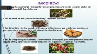 RAICES SECAS
1. Ginseng (Panax ginseng) - Energizante y adaptógeno. mejorar la función sexual en adultos con
disfunción eréctil. Gripe (influenza)
2. Raíz de diente de león (Taraxacum officinale) - Depurativo y diurético.
3. Raíz de bardana (Arctium lappa) - Antifúngico y antibacteriano. que se sabe que ayudan con
afecciones como trastornos de la piel, inflamación, digestión y más
4. Raíz de sarsaparilla (Smilax ornata) - Antiinflamatorio y antifúngico. para tratar problemas articulares
como la artritis y para curar problemas de la piel como la psoriasis, el eczema y la dermatitis .
 