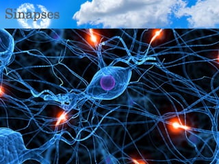Sinapses
 