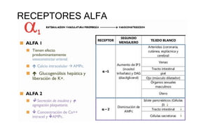 RECEPTORES ALFA
 