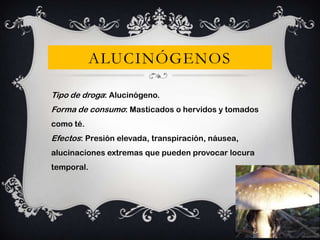 ALUCINÓGENOS
Tipo de droga: Alucinógeno.
Forma de consumo: Masticados o hervidos y tomados
como té.

Efectos: Presión elevada, transpiración, náusea,
alucinaciones extremas que pueden provocar locura
temporal.

 