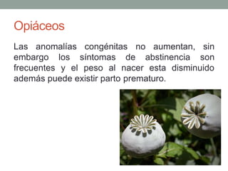 Opiáceos
Las anomalías congénitas
embargo los síntomas de abstinencia
no aumentan, sin
son
frecuentes y el peso al nacer esta disminuido
además puede existir parto prematuro.
 