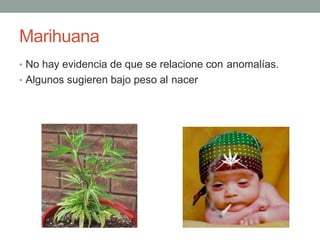 Marihuana
• No hay evidencia de que se relacione con anomalías.
• Algunos sugieren bajo peso al nacer
 