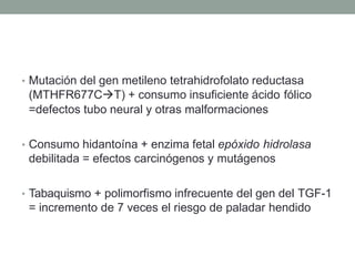 • Mutación del gen metileno tetrahidrofolato reductasa
(MTHFR677CT) + consumo insuficiente ácido fólico
=defectos tubo neural y otras malformaciones
• Consumo hidantoína + enzima fetal epóxido hidrolasa
debilitada = efectos carcinógenos y mutágenos
• Tabaquismo + polimorfismo infrecuente del gen del TGF-1
= incremento de 7 veces el riesgo de paladar hendido
 