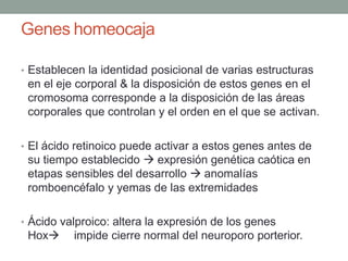 Genes homeocaja
• Establecen la identidad posicional de varias estructuras
en el eje corporal & la disposición de estos genes en el
cromosoma corresponde a la disposición de las áreas
corporales que controlan y el orden en el que se activan.
• El ácido retinoico puede activar a estos genes antes de
su tiempo establecido  expresión genética caótica en
etapas sensibles del desarrollo  anomalías
romboencéfalo y yemas de las extremidades
• Ácido valproico: altera la expresión de los genes
Hox impide cierre normal del neuroporo porterior.
 