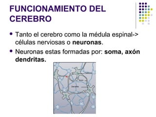 FUNCIONAMIENTO DEL
CEREBRO
 Tanto el cerebro como la médula espinal->
células nerviosas o neuronas.
 Neuronas estas formadas por: soma, axón
dendritas.
 