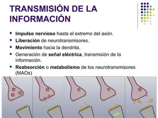 TRANSMISIÓN DE LA
INFORMACIÓN
   Impulso nervioso hasta el extremo del axón.
   Liberación de neurotransmisores.
   Mov...