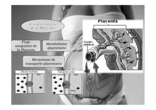 Flujo
                 Metabolismo
sanguíneo de
                 placentario
 la Placenta

         Mecanismo de
     transporte placentario
 