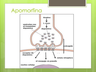 Apomorfina
 