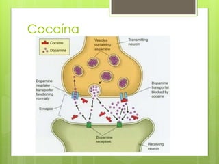 Cocaína
 