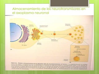Almacenamiento de los neurotransmisores en
el axoplasma neuronal
 