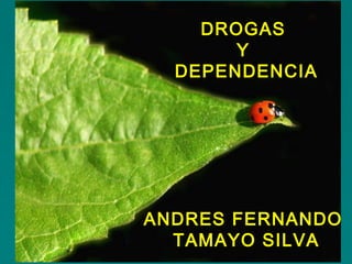 DROGAS
Y
DEPENDENCIA
ANDRES FERNANDO
TAMAYO SILVA
 