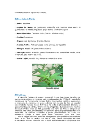 seusefeitos sobre o organismo humano.



2) Desc rição da Planta


· Nome: Maconha

· Origem do Nome: do Quimbundo MA’KAÑA, que signif ica erva santa. O
Quimbundo é o dialeto (língua) do grupo Banto, falada em Angola.

· Nome Cie ntifico: Cannabis sativa ( lia-se: kânabis sativa)

· Família:Canabáceas

· Origem: Ásia Central ou Oriente Próximo

· Formas de Uso: Pode ser usada como fumo ou por ingestão

· Principio ativo: THC (Tetrahidrocanabiol)

· Descrição: Planta arbustiva, possui folhas em forma serrilhada e verdes. Pode
atingir ate 2,50 metros de altura.

· Status Legal: proibido uso, trafego e comércio no Brasil.




                                       Cannabis sativa



3) Histórico:
     A maconha (palavra de origem angolana) é uma das drogas extraídas de
plantas mais antigas, os registros mais remotos datam de 2723 a.C., quando foi
mencionada na Farmacopéia chinesa. Outras informações históricas evidenciam
a existência da maconha em uma cerâmica com marcas da fibra do vegetal
encontrada há mais ou menos 4.000 a.C. no norte da China central. Dif undiu-se
gradualmente para a Índia, Oriente médio, chegando a Europa somente nos fins
do século XVIII e início do XIX, passando pelo norte da África e atingindo as
Américas. Até então, era utilizada principalmente por suas propriedades têxteis e
medicinais. Os romanos valo rizam a planta principalmente por causa das
resistentes cordas e velas para navio produzidas com sua f ibra.
    Após a viagem de Vasco da Gama, navegadores portugueses introduziram na
África e na Ásia o tabaco. Em troca, seus navios trouxeram escravos
acostumados a fumar maconha para o Brasil. Aqui ela também foi utilizada para
 