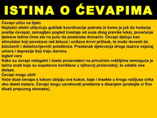 ISTINA O ĆEVAPIMA Ćevapi utiču na tijelo  Najčešći efekti uključuju gubitak koordinacije pokreta (e kome je još do hodanja poslije ćevapa), zamagljen pogled (nastaje od suza zbog previše luka), povećanje tjelesne težine čime ste na putu da postanete domaćin. Ćevapi djeluju kao stimulator koji povećava rad želuca i snižava krvni pritisak, te može dovesti do želučanih i debelocrijevnih poteškoća. Prestanak djelovanja droge izaziva osjećaj umora i depresije koji traju danima.  Izgled vara  Kako su ćevapi nelegalni i često proizvedeni na priručnim roštiljima nemoguće je tačno znati koje su supstance korištene u njihovoj proizvodnji, te odakle one dolaze.  Ćevapi mogu ubiti  Veće doze ćevapa s lukom ubijaju sve kukce, baje i insekte u krugu radijusa cirka oko deset metara. Ćevapi mogu uzrokovati probleme s disanjem (probajte vi fino disati prepunog stomaka). 