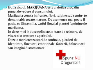  Dupa alcool, MARIJUANA este al doilea drog din
punct de vedere al consumului.
Marijuana consta in frunze, flori, tulpine sau semin- te
de cannabis tocate marunt. De asemenea mai poate fi
gasita ca Sinsemilla, varful floral al plantei feminine de
marijuana.
In doze mici induce neliniste, o stare de relaxare, de
visare si o crestere a apetitului.
Dozele mari creaza stari de confuzie, pierderi de
identitate, fluctuatii emotionale, fantezii, halucunatii
sau imagini distorsionate.
 