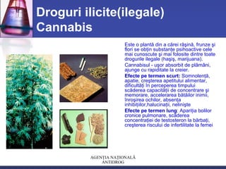 AGENŢIA NAŢIONALĂ
ANTIDROG
Droguri ilicite(ilegale)
Cannabis
Este o plantă din a cărei răşină, frunze şi
flori se obţin substanţe psihoactive cele
mai cunoscute şi mai folosite dintre toate
drogurile ilegale (haşiş, marijuana).
Cannabisul - uşor absorbit de plămâni,
ajunge cu rapiditate la creier.
Efecte pe termen scurt: Somnolenţă,
apatie, creşterea apetitului alimentar,
dificultăţi în perceperea timpului
scăderea capacităţii de concentrare şi
memorare, accelerarea bătăilor inimii,
înroşirea ochilor, absenţa
inhibiţiilor,halucinaţii, nelinişte
Efecte pe termen lung: Apariţia bolilor
cronice pulmonare, scăderea
concentraţiei de testosteron la bărbaţi,
creşterea riscului de infertilitate la femei
 