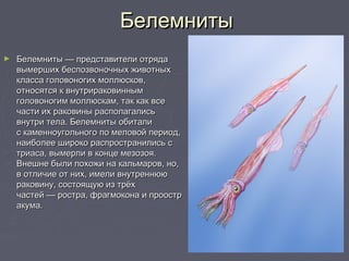 БелемнитыБелемниты
► Белемниты — представители отрядаБелемниты — представители отряда
вымерших беспозвоночных животныхвымерших беспозвоночных животных
класса головоногих моллюсков,класса головоногих моллюсков,
относятся к внутрираковиннымотносятся к внутрираковинным
головоногим моллюскам, так как всеголовоногим моллюскам, так как все
части их раковины располагалисьчасти их раковины располагались
внутри тела. Белемниты обиталивнутри тела. Белемниты обитали
с каменноугольного по меловой период,с каменноугольного по меловой период,
наиболее широко распространились снаиболее широко распространились с
триаса, вымерли в конце мезозоя.триаса, вымерли в конце мезозоя.
Внешне были похожи на кальмаров, но,Внешне были похожи на кальмаров, но,
в отличие от них, имели внутреннююв отличие от них, имели внутреннюю
раковину, состоящую из трёхраковину, состоящую из трёх
частей — ростра, фрагмокона и проострчастей — ростра, фрагмокона и проостр
акума. акума. 
 