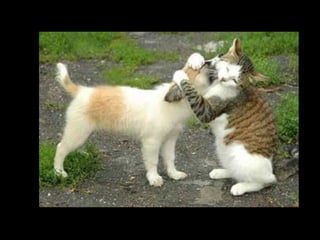 Droles Tendres Et Insolites 29 Gj