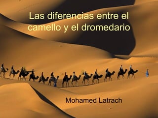 Las diferencias entre el
camello y el dromedario
Mohamed Latrach
 
