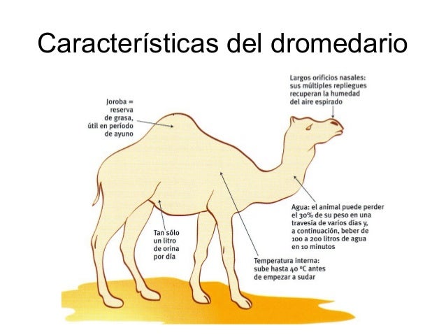Dromedario&camello