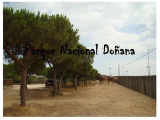Parque Nacional Doñana
 