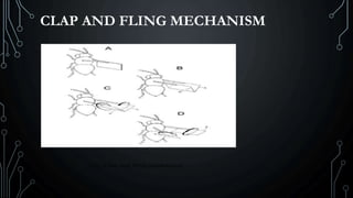 CLAP AND FLING MECHANISM
 