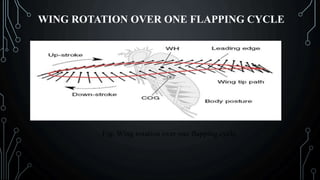 WING ROTATION OVER ONE FLAPPING CYCLE
 