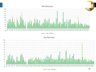 11
-10
0
10
20
30
40
50
60
70
80
90
100
B1 B3 B5 B7 B9 B11 B13 B15 B17 B19 B21 B23 B25 B27 B29 B31 B33 B35 B37 B39 B41 B43 B45 B47 B49 B51 B53 B55 B57 B59 B61 B63 B65 B67 B69
Dry Biomass
June July August
-20
0
20
40
60
80
100
120
140
160
180
B1 B3 B5 B7 B9 B11 B13 B15 B17 B19 B21 B23 B25 B27 B29 B31 B33 B35 B37 B39 B41 B43 B45 B47 B49 B51 B53 B55 B57 B59 B61 B63 B65 B67 B69
Wet Biomass
June July August
 