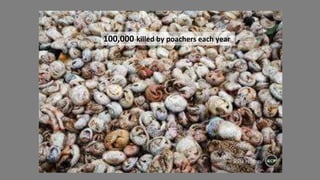 Poaching on an industrial scale
 