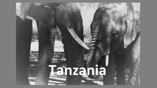 100,000 pangolins killed by poachers each
year
 