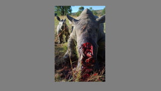 • Poachers kill between 30, 000 & 40,000 elephants each year / more than 1 every 15
minutes
• In 2012 the poaching rate was 7.4%
• Population growth rate for African elephants is estimated at
5%
 