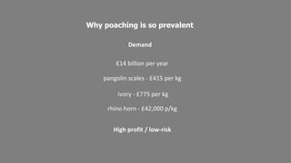 At the beginning of the 20th century there were 500,000 rhinos across Africa and Asia
Now there are fewer than 29,000
0
100000
200000
300000
400000
500000
600000
early 1900s 1970 today
• Poaching caused Africa’s black rhino populations to
decline by an estimated 97.6% between 1960 and
1995
• 1,338 rhinos were poached for their horns in Africa
last year; 1,175 of which were killed in South Africa
• Currently more than 3 rhinos a day are poached
in
South Africa alone
• Since 2007 rhino poaching in South Africa increased
by almost 9,000%
 