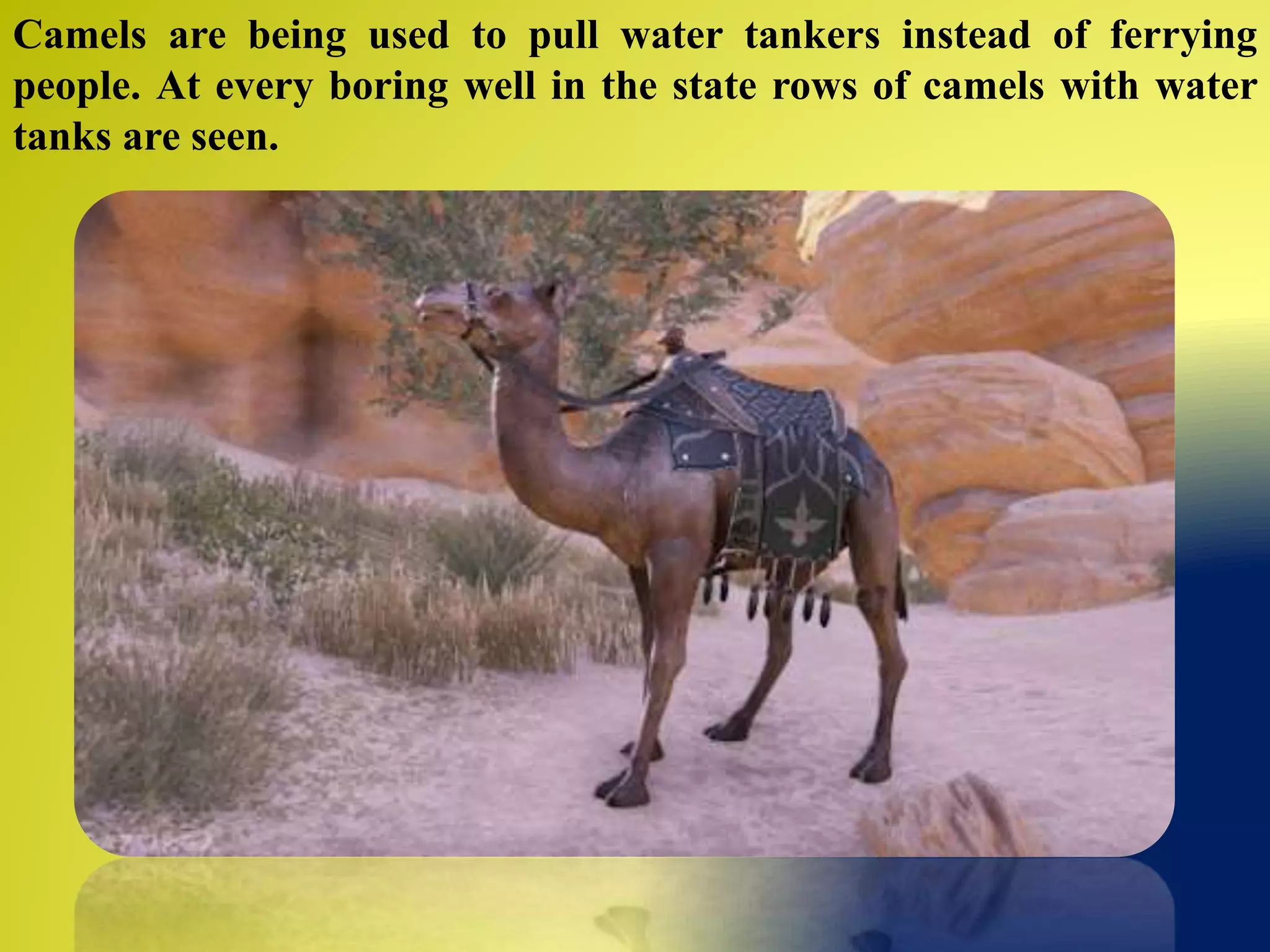 Camels are being used to pull water tankers instead of ferrying
people. At every boring well in the state rows of camels with water
tanks are seen.
 