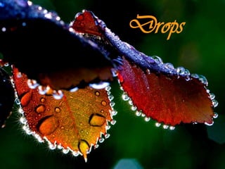 Drops 