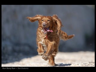 Run Bony Run –  Bat-Shelomo 