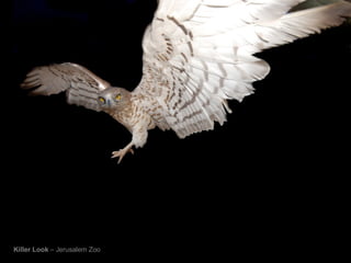 Killer Look  – Jerusalem Zoo 